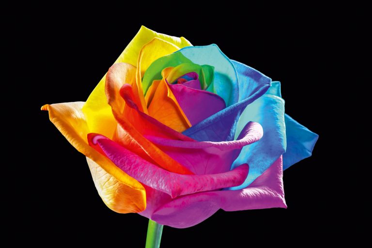 Rainbow Roses