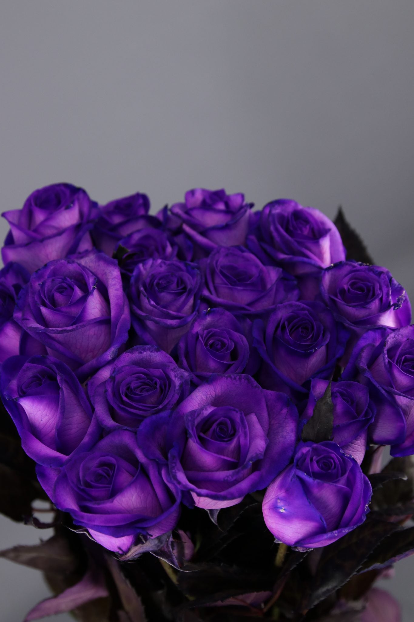 Purple Tinted Rose