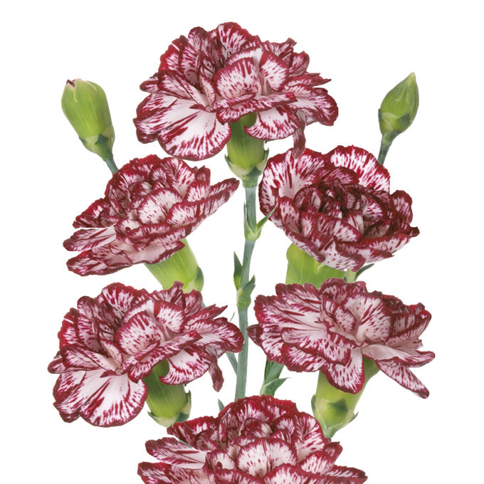 Bacarat Carnation