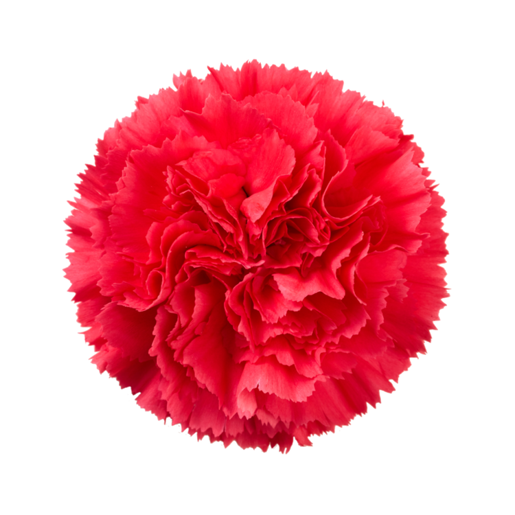 Carnations