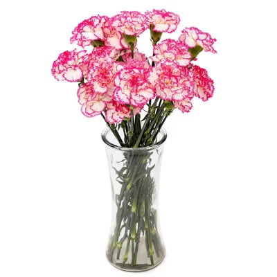 Bacarat pink Carnation