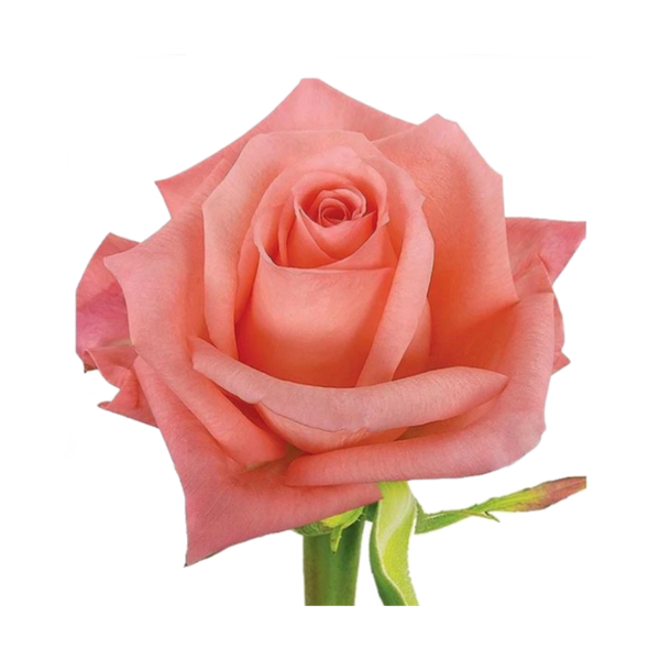 Flowervision Reutlingen Gmbh Reutlingen Hrb 745143 – PFYKZ