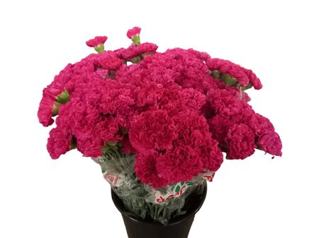 Bizet Carnation