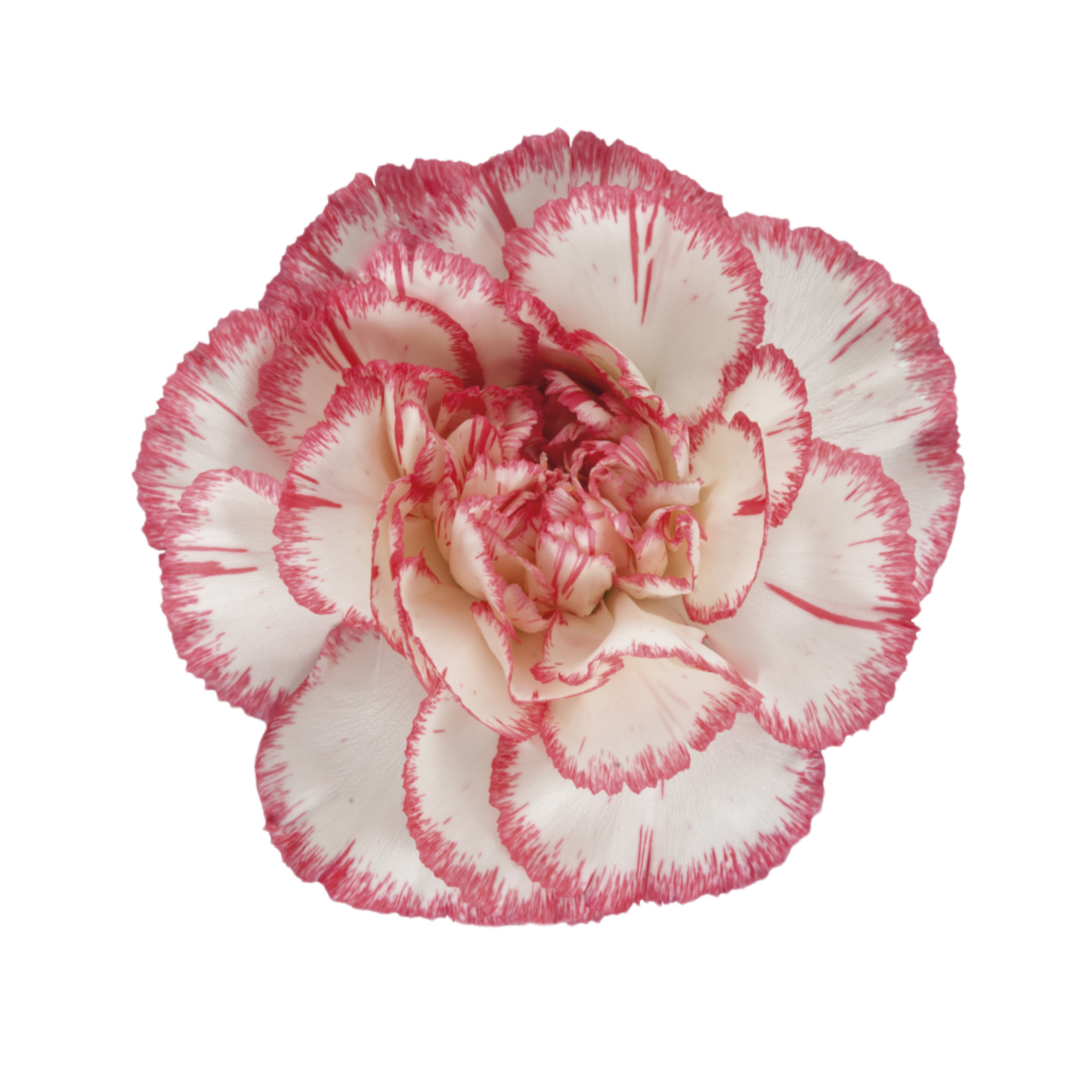 Bacarat pink Carnation