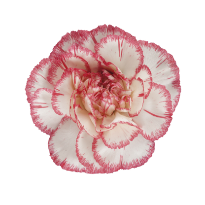 Bacarat pink Carnation