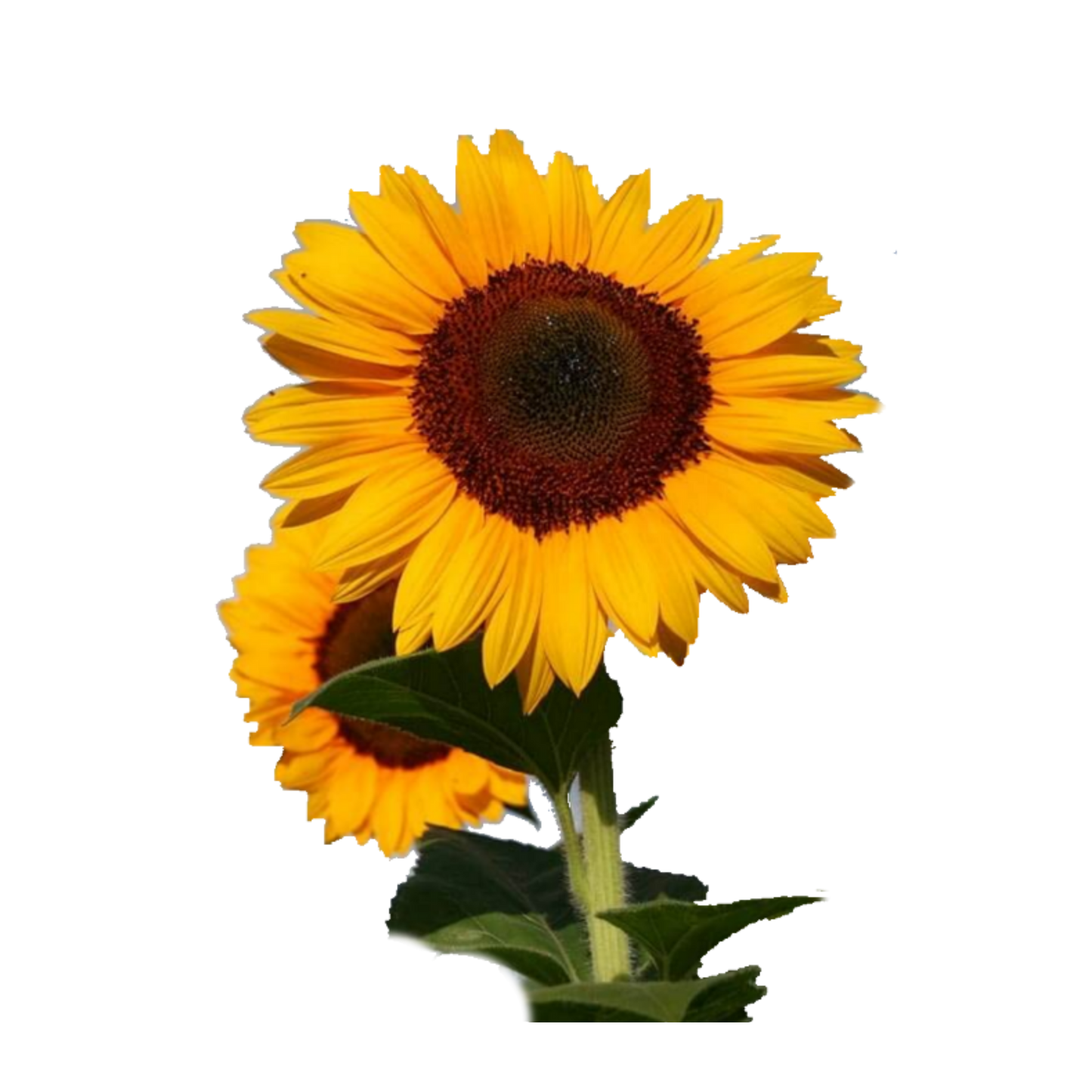 Premium Sunflower