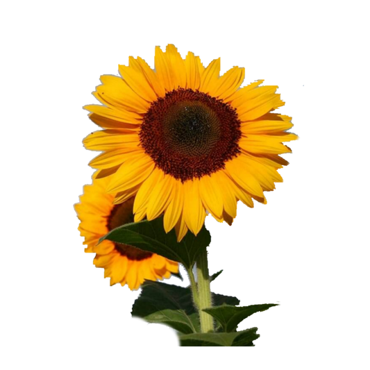 Premium Sunflower