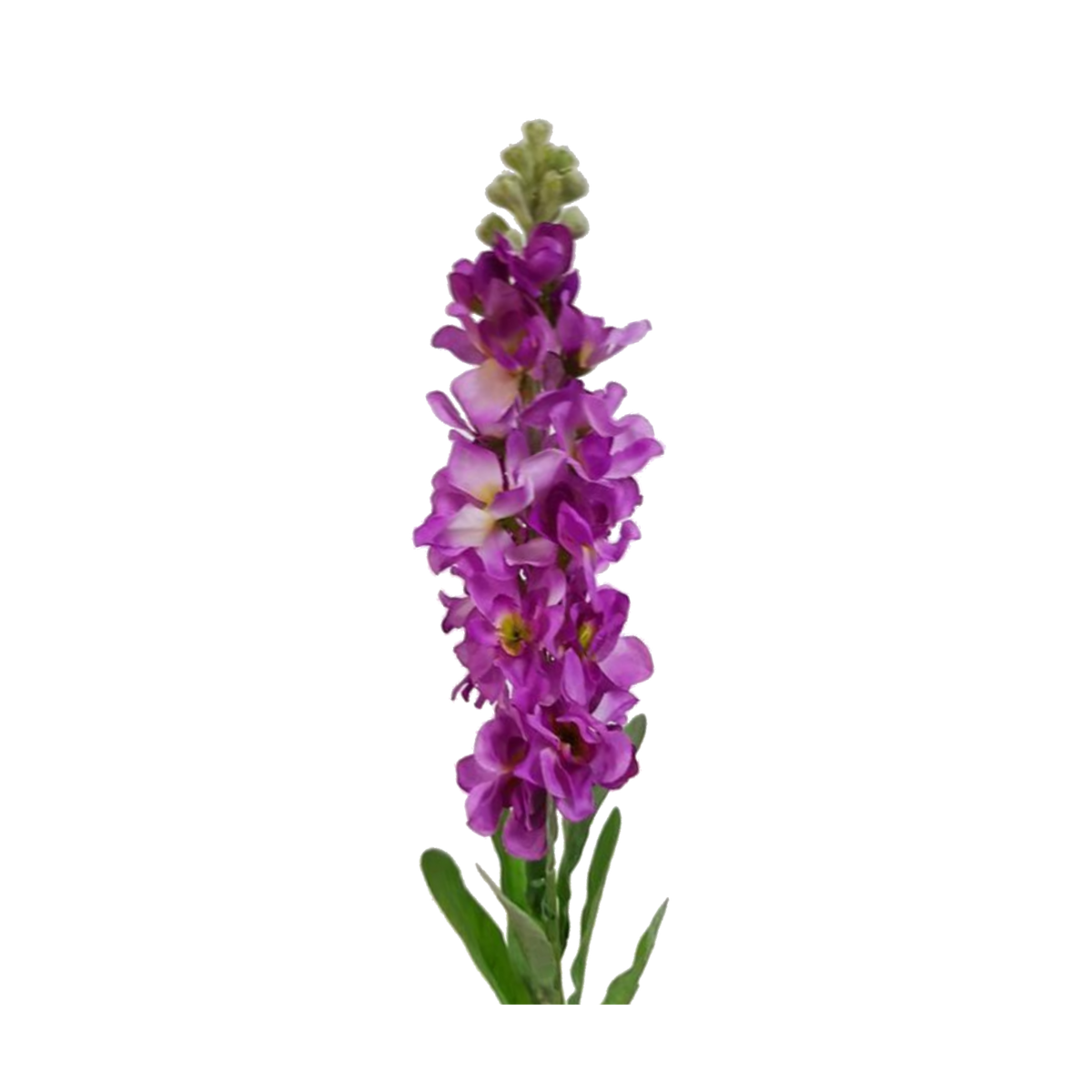 Purple Stock – FlowerVision