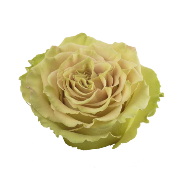 Matcha – FlowerVision