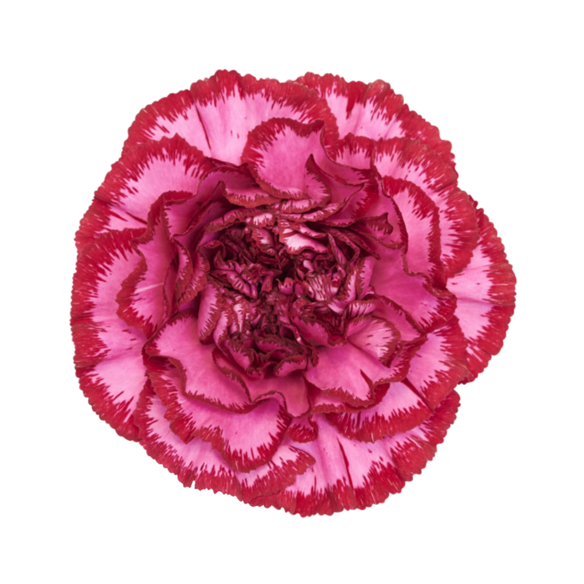 4ClavelBacaratPurple_a61a1ddd-