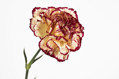 Viana Carnation