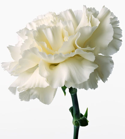 White Carnation