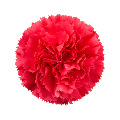 Bizet Carnation