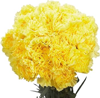 Golden Gate Carnation