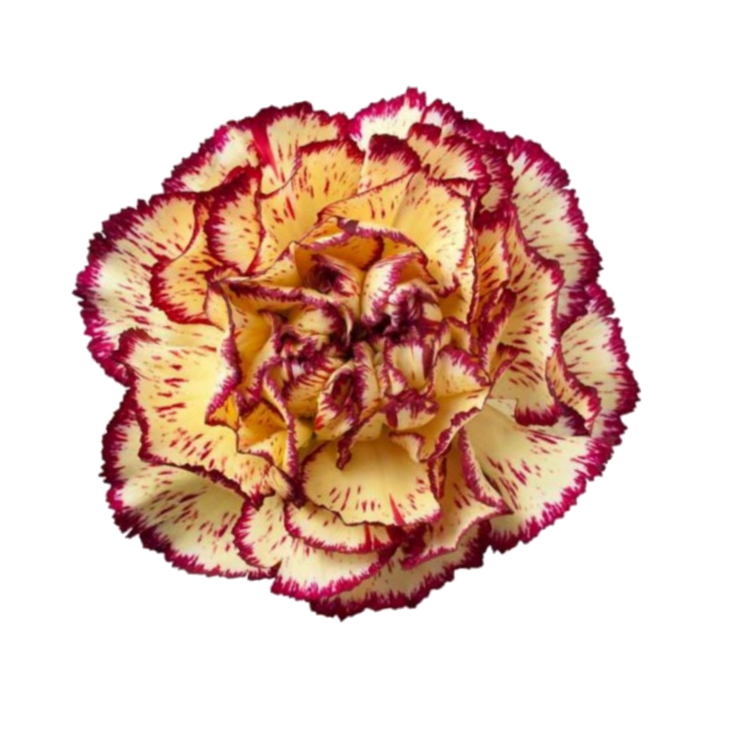 Viana Carnation