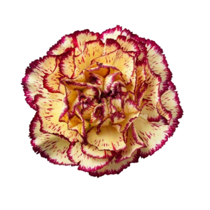 Viana Carnation