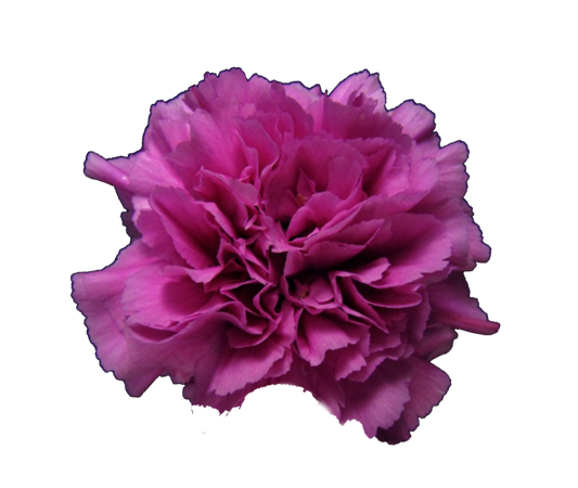 Farida Carnation