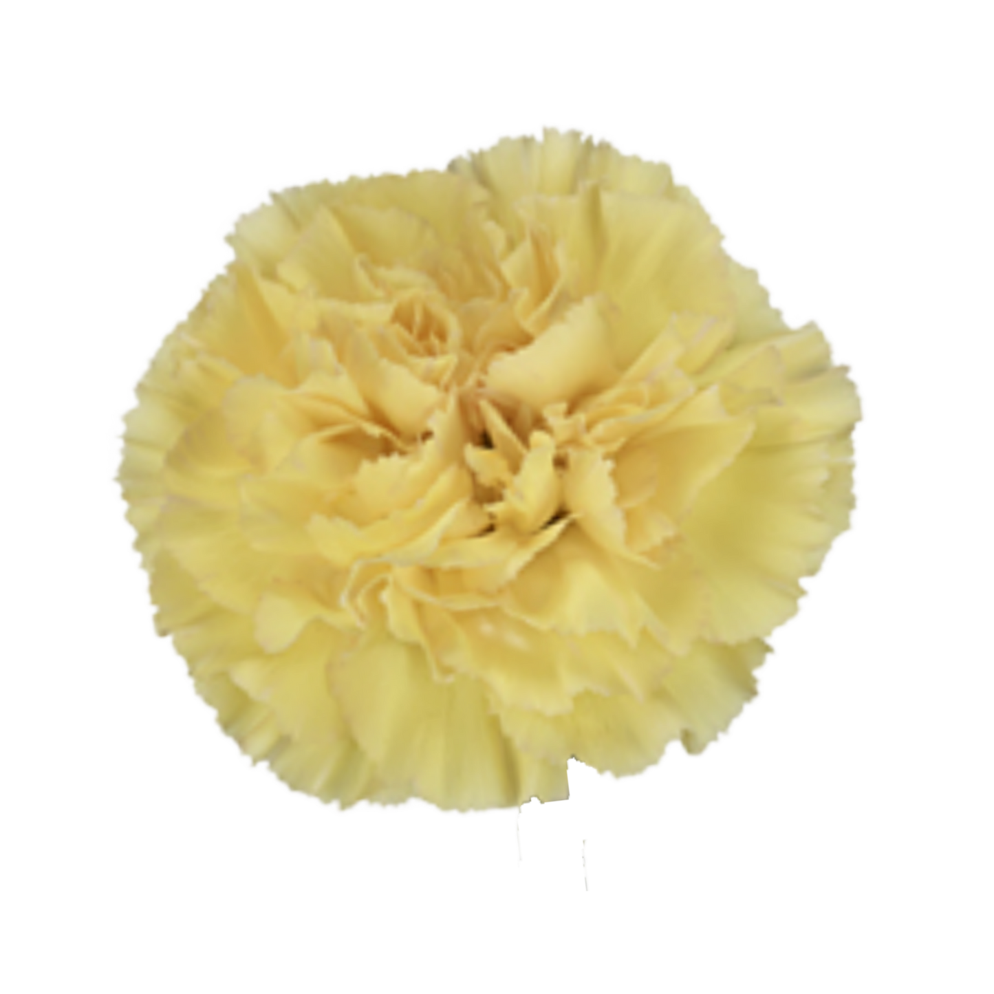 Golden Gate Carnation