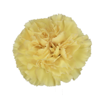 Golden Gate Carnation