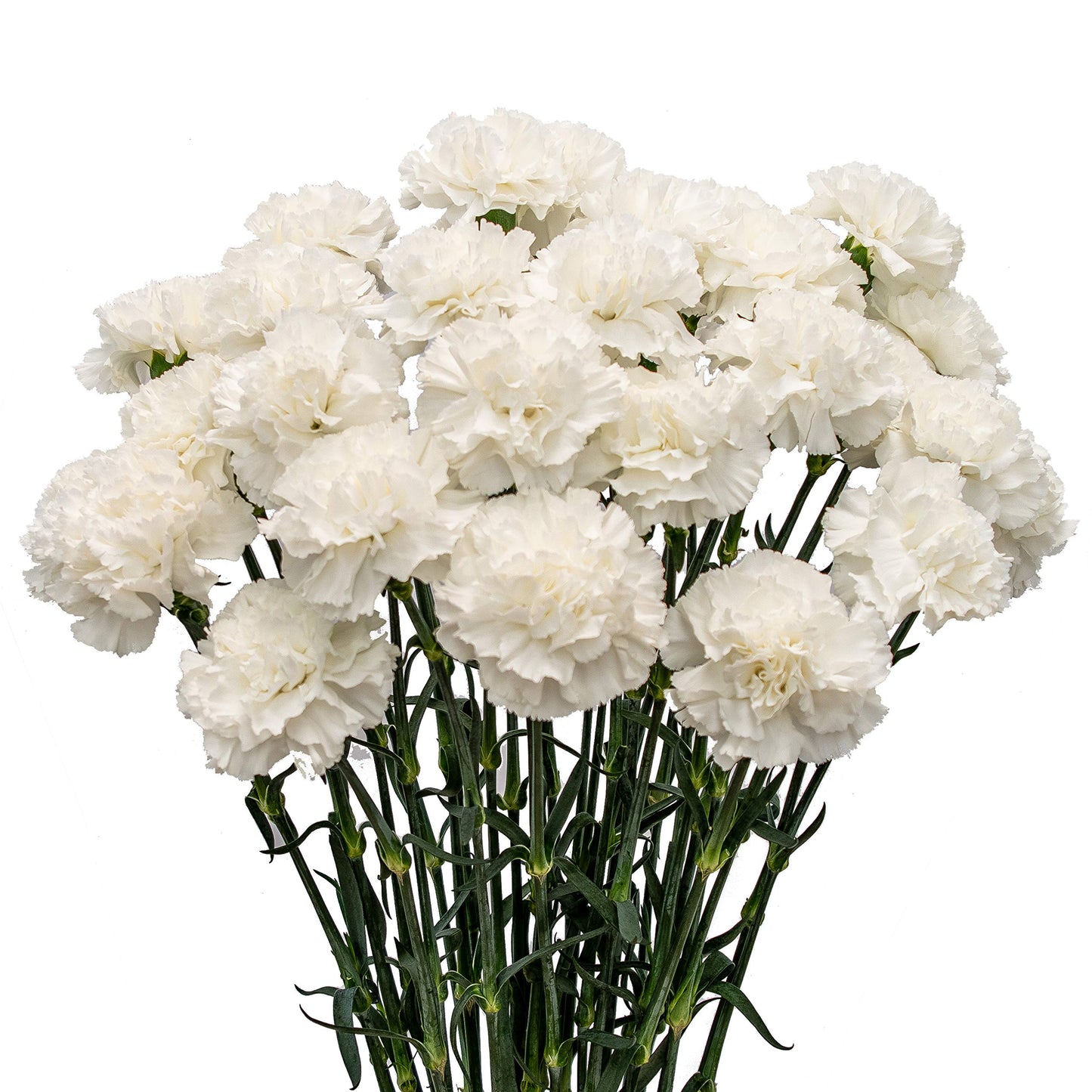 White Carnation