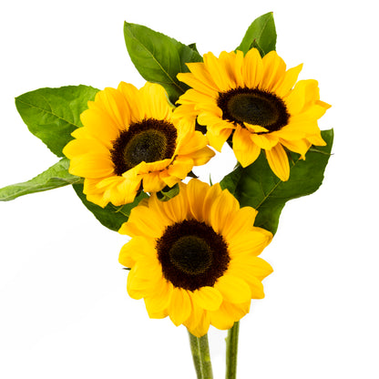 Select Sunflower