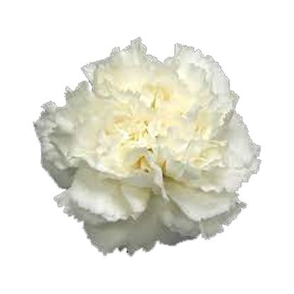 White Carnation