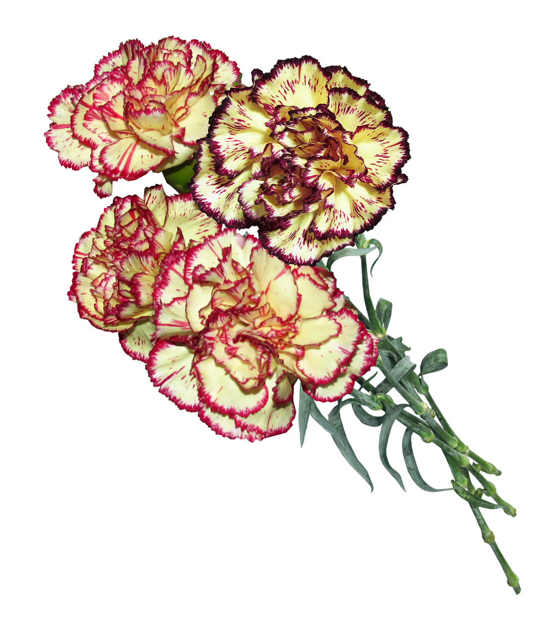 Viana Carnation