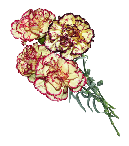 Viana Carnation