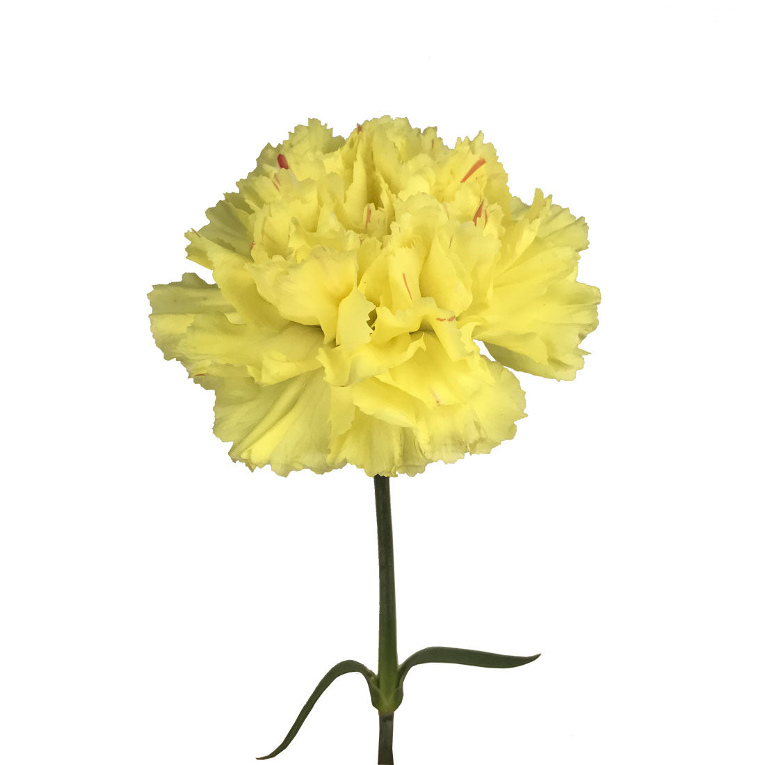 Golden Gate Carnation