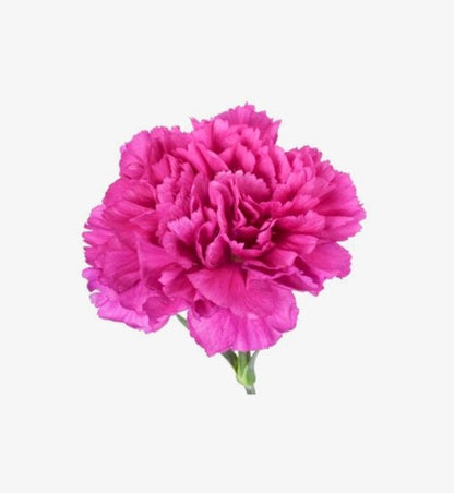 Farida Carnation