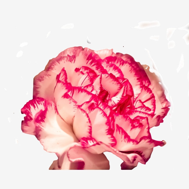 Bacarat pink Carnation