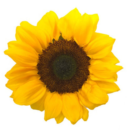 Select Sunflower